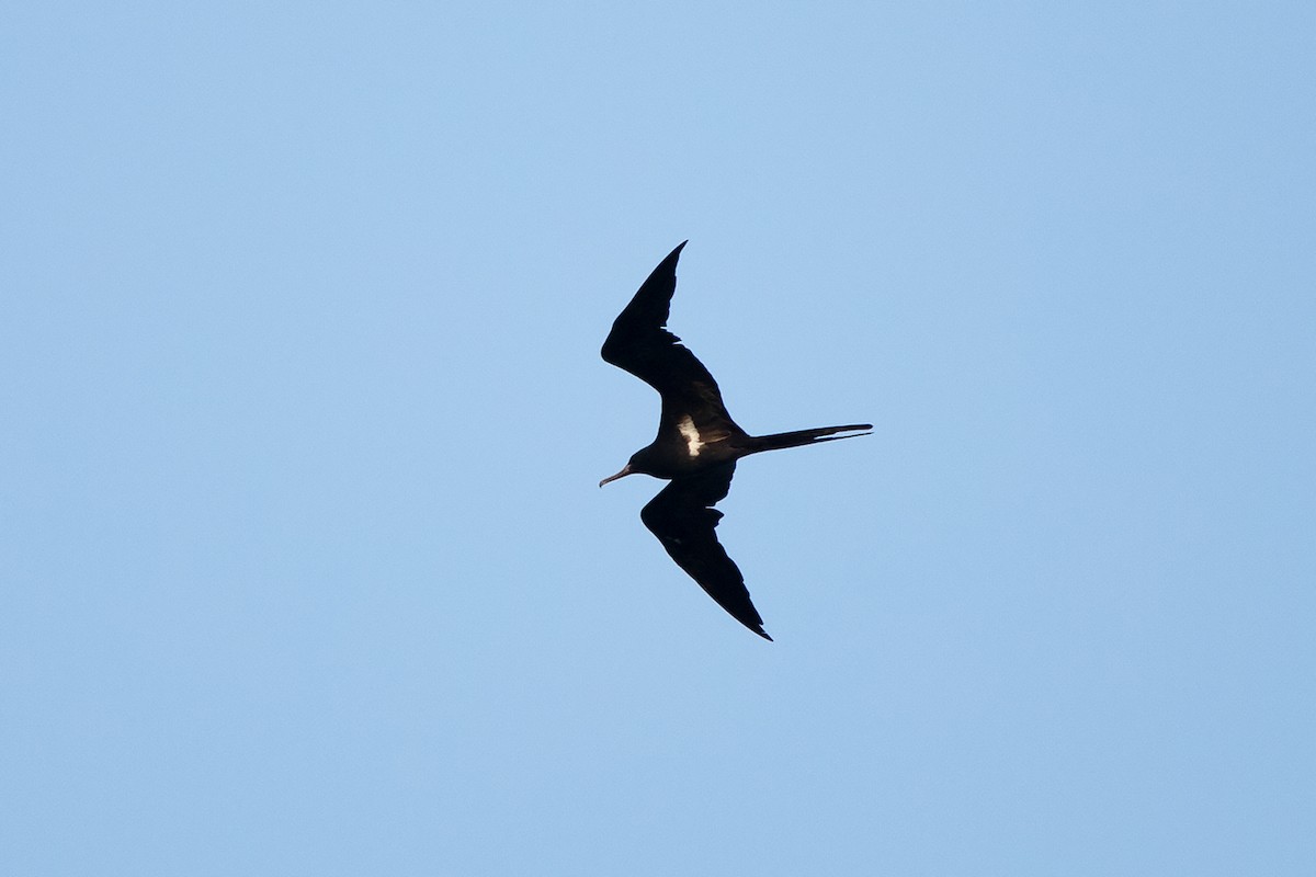 Lesser Frigatebird - Ayuwat Jearwattanakanok