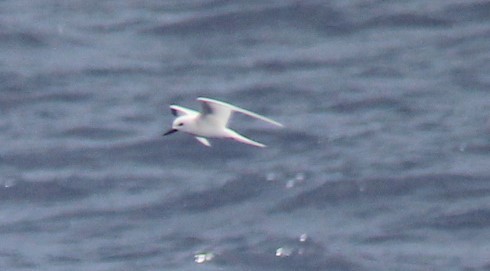 White Tern - Magen Pettit