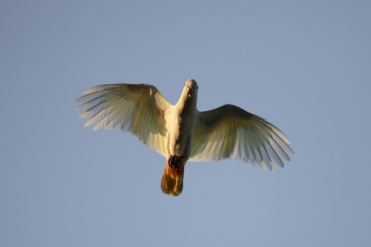 Philippine Cockatoo - Ayuwat Jearwattanakanok