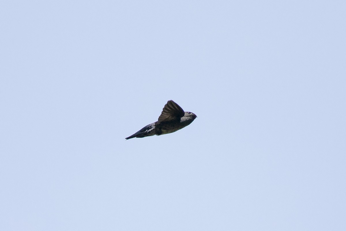 Gray-rumped Swiftlet - Ayuwat Jearwattanakanok