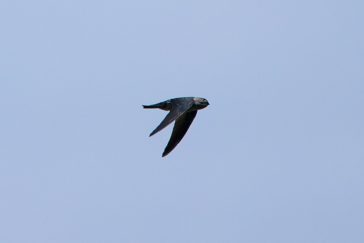 Gray-rumped Swiftlet - Ayuwat Jearwattanakanok