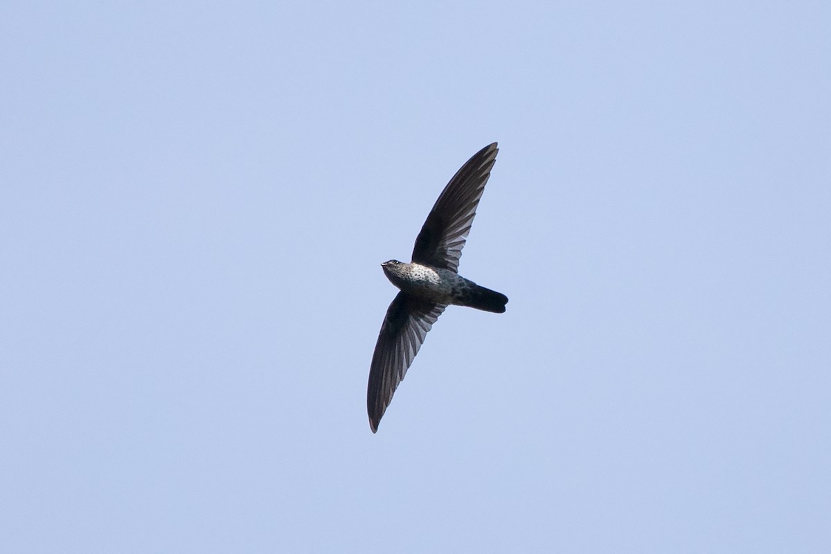 Gray-rumped Swiftlet - Collocalia marginata - Media Search - Macaulay ...