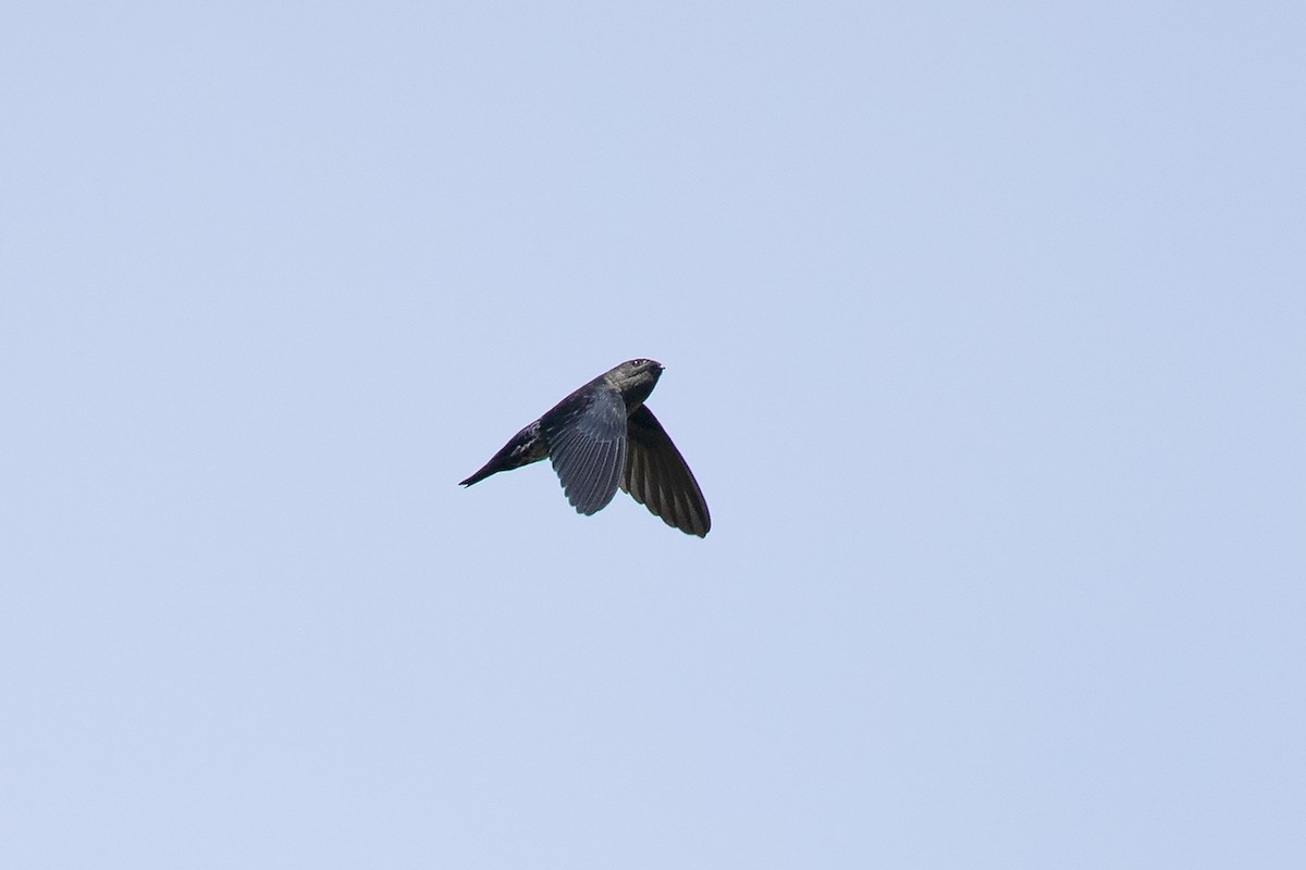 Gray-rumped Swiftlet - Collocalia marginata - Media Search - Macaulay ...