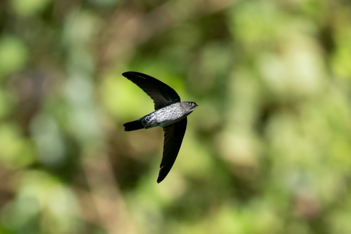 Gray-rumped Swiftlet - Collocalia marginata - Media Search - Macaulay ...