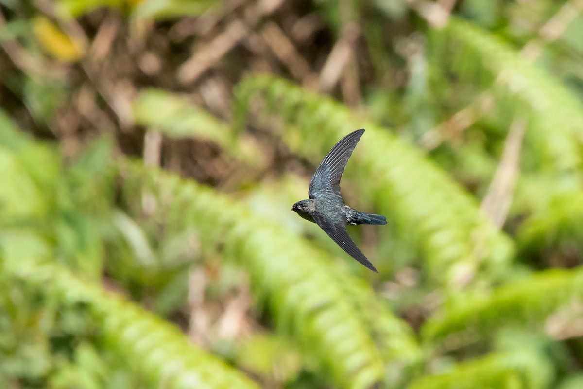 Gray-rumped Swiftlet - Collocalia marginata - Media Search - Macaulay ...