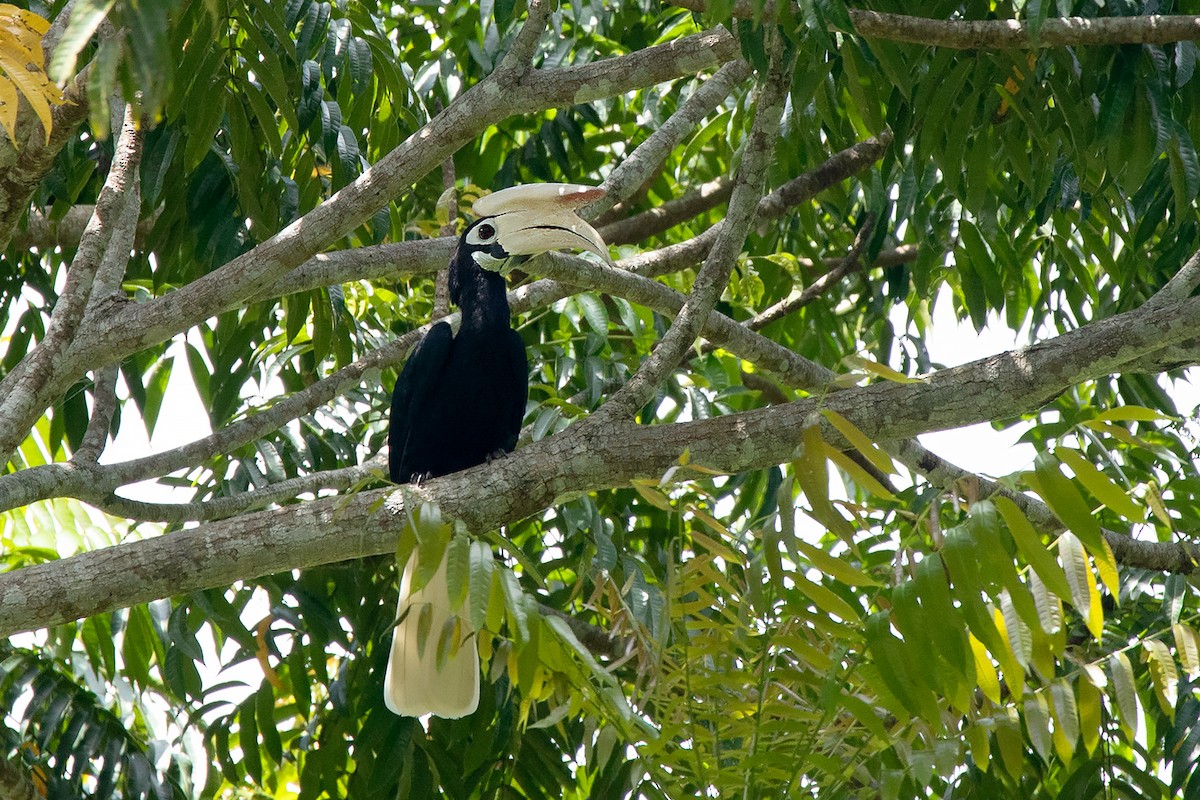 Palawan Hornbill - Ayuwat Jearwattanakanok