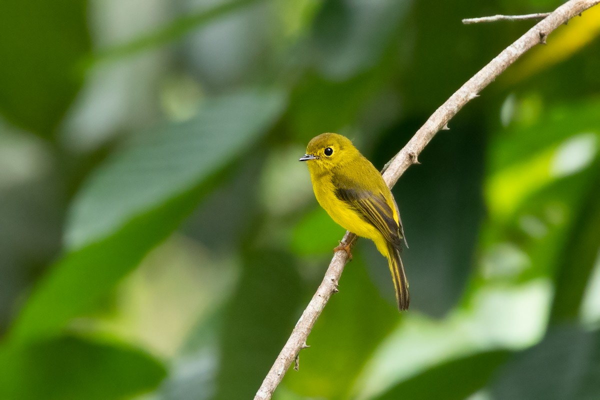 Citrine Canary-Flycatcher - ML186558091