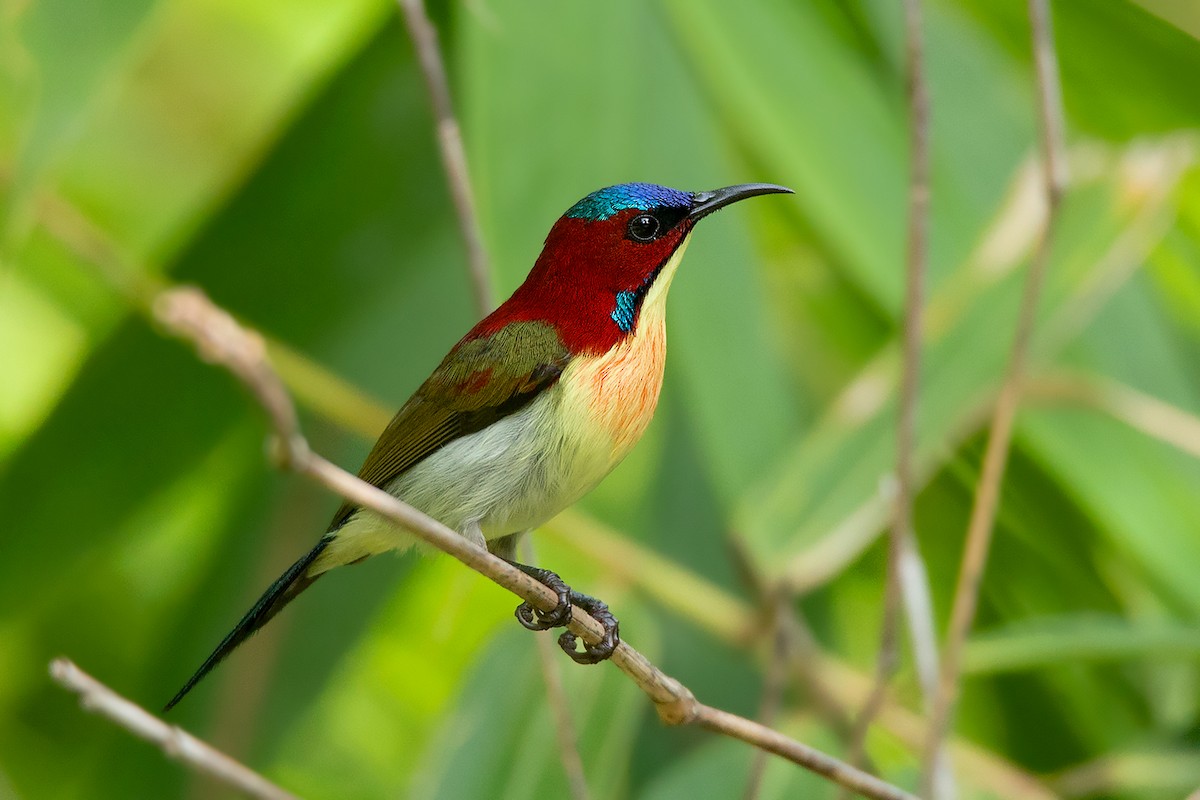 Lovely Sunbird - Ayuwat Jearwattanakanok