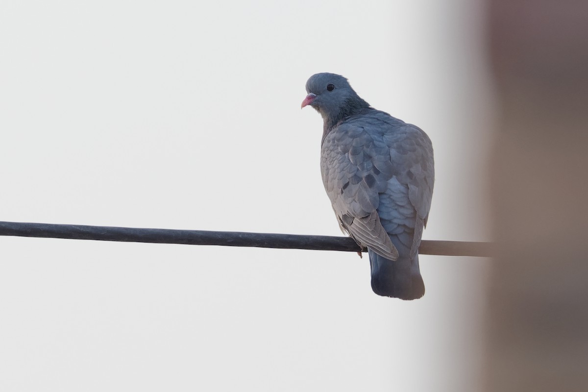 Stock Dove - ML186558261