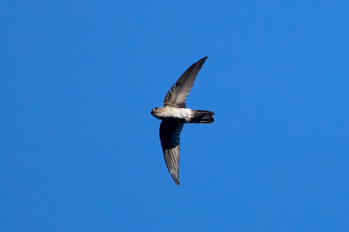 Pygmy Swiftlet - ML186558751