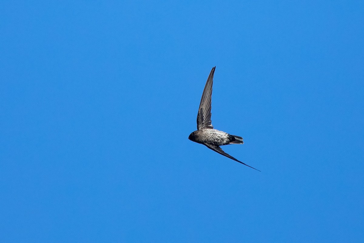 Gray-rumped Swiftlet - Collocalia marginata - Media Search - Macaulay ...