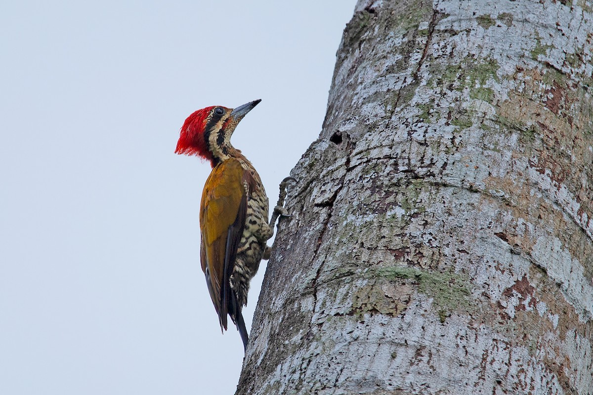 Spot-throated Flameback - Ayuwat Jearwattanakanok