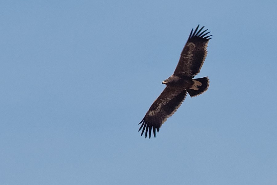 Steppe Eagle - ML186560251