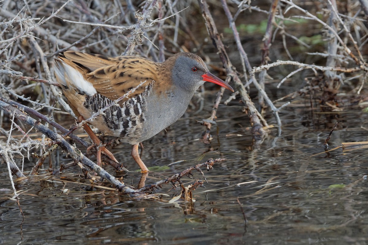 Water Rail - ML186560381