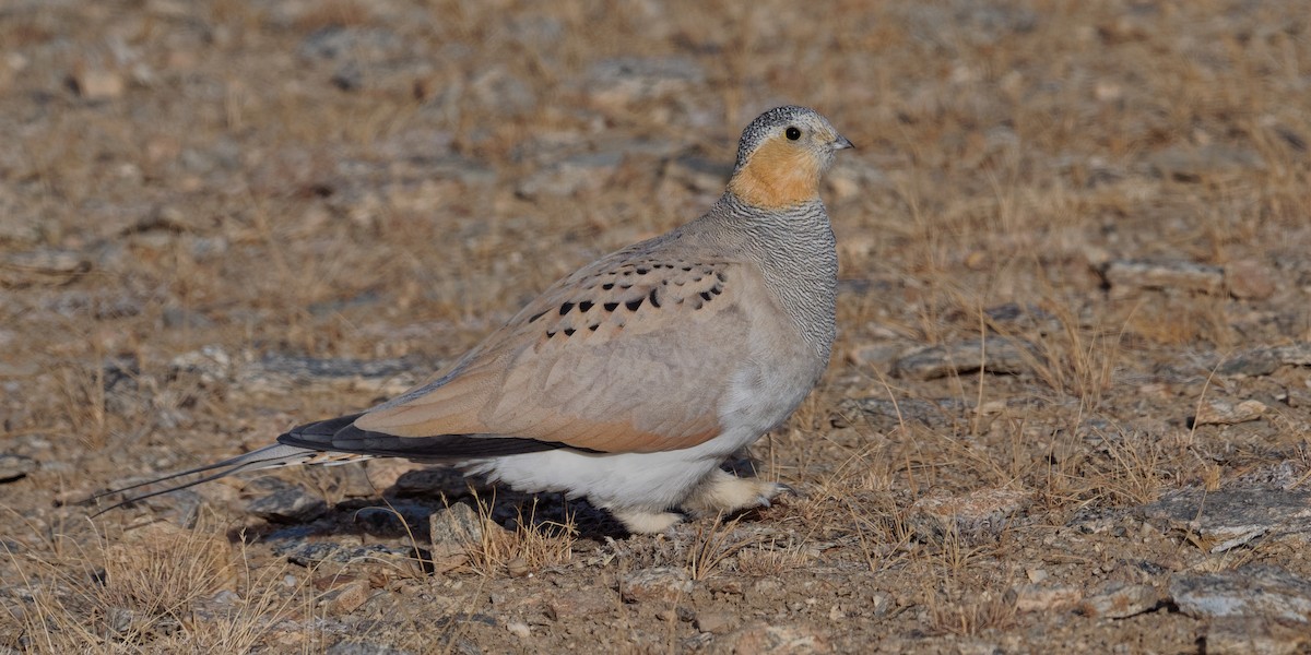 Tibetan Sandgrouse - Vincent Wang