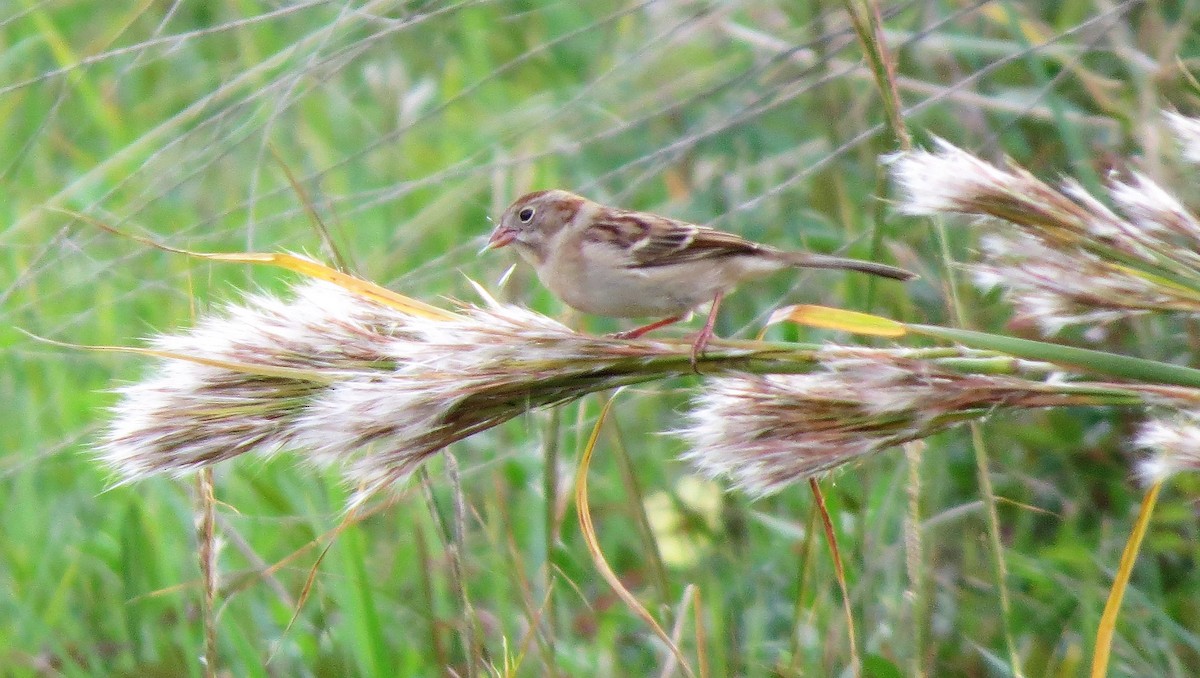 Field Sparrow - ML186561781