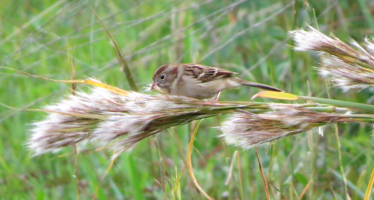 Field Sparrow - ML186561821