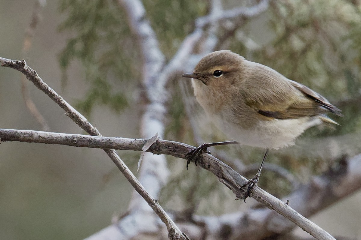 Common Chiffchaff - ML186562191