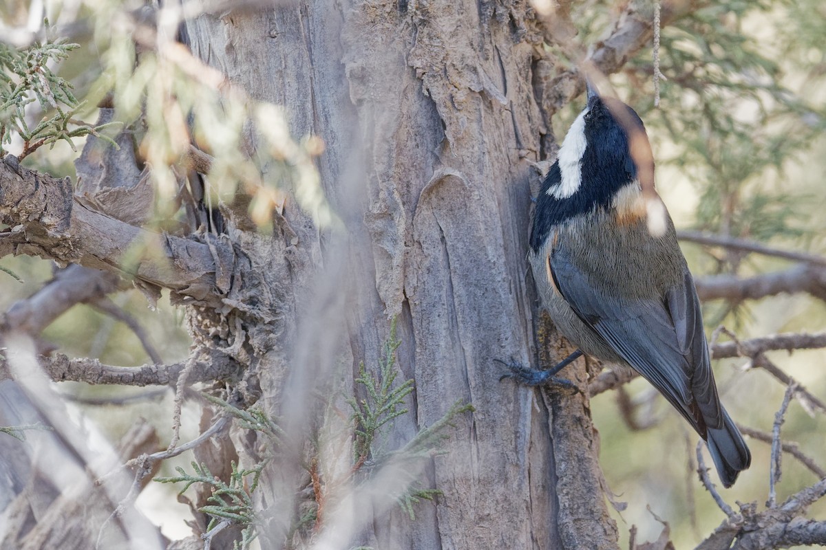 Rufous-naped Tit - ML186562241