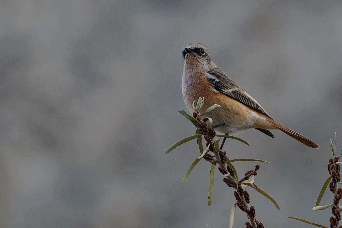 Rufous-backed Redstart - ML186562361