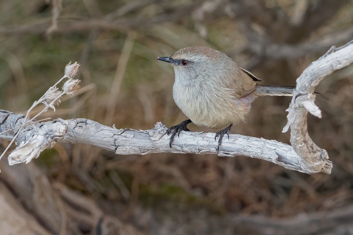 White-browed Tit-Warbler - ML186562371