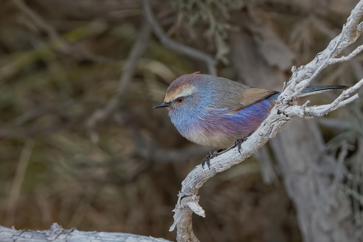 White-browed Tit-Warbler - Vincent Wang