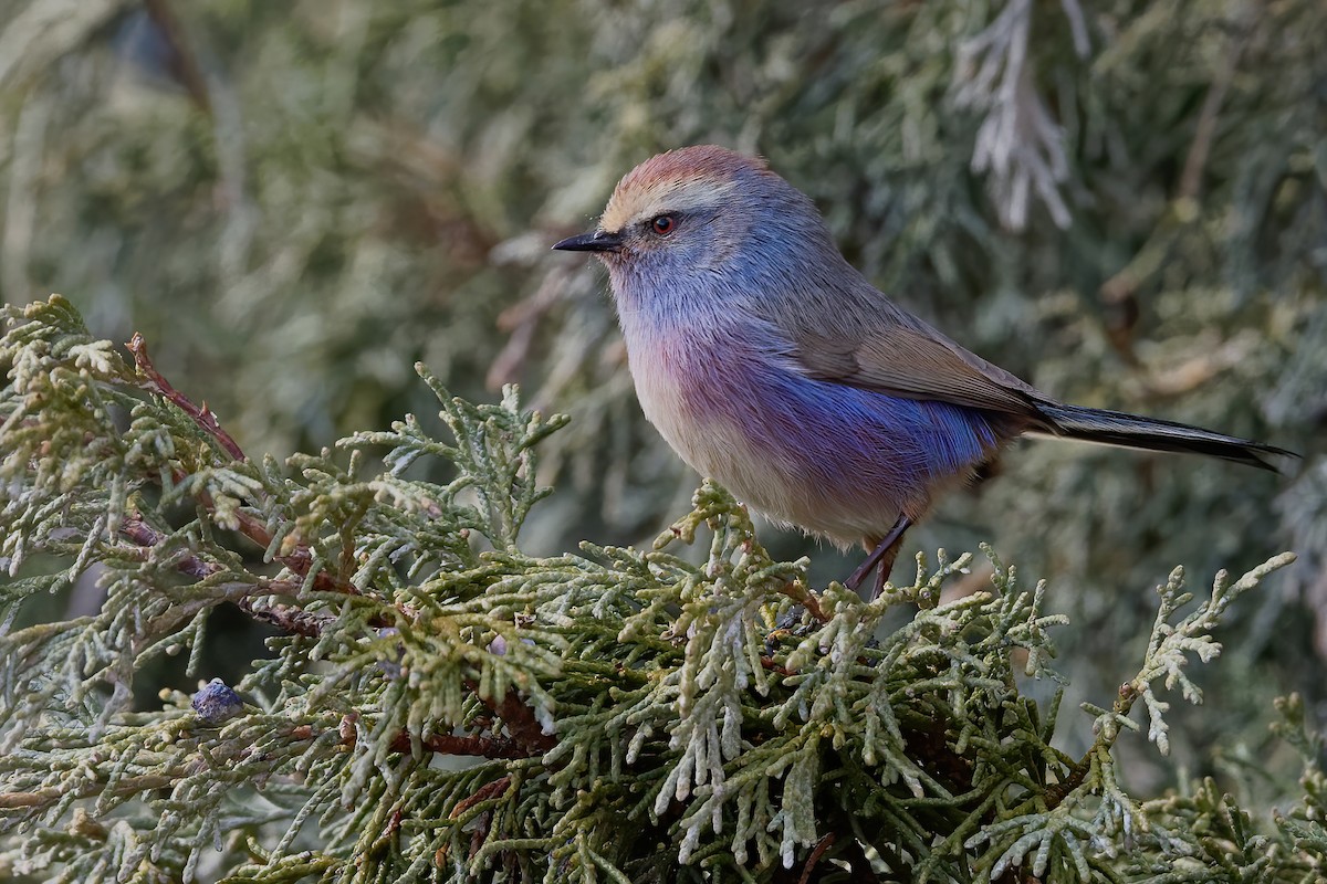 White-browed Tit-Warbler - Vincent Wang