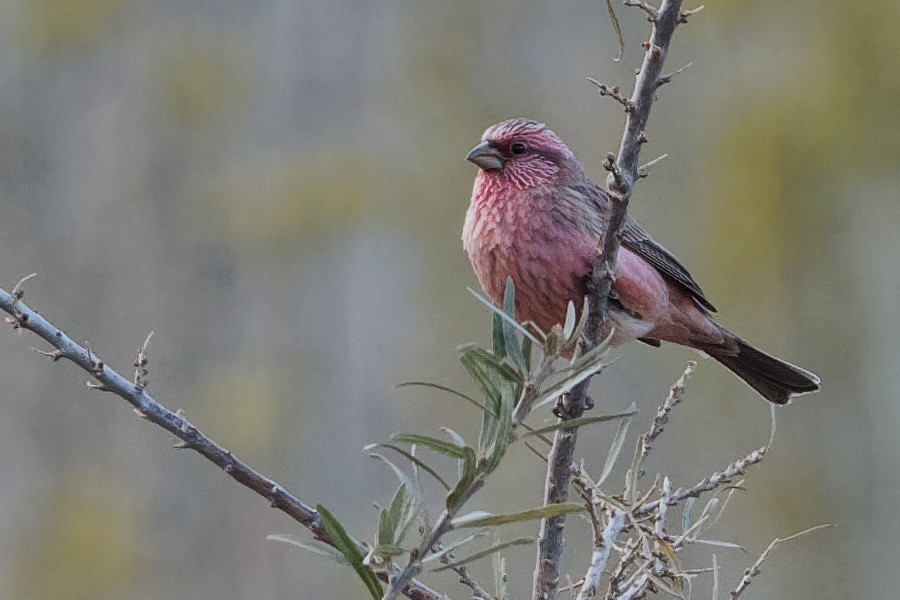 Red-mantled Rosefinch - Vincent Wang