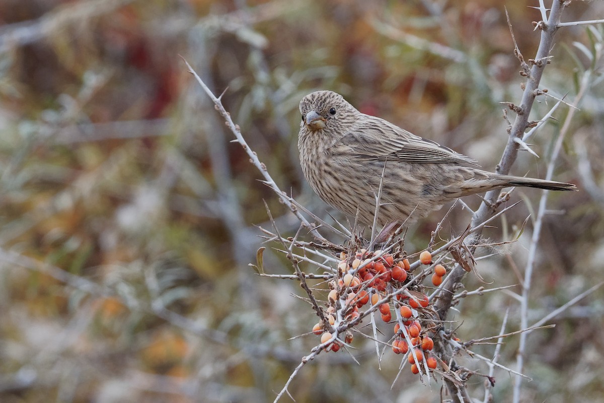 Red-mantled Rosefinch - Vincent Wang