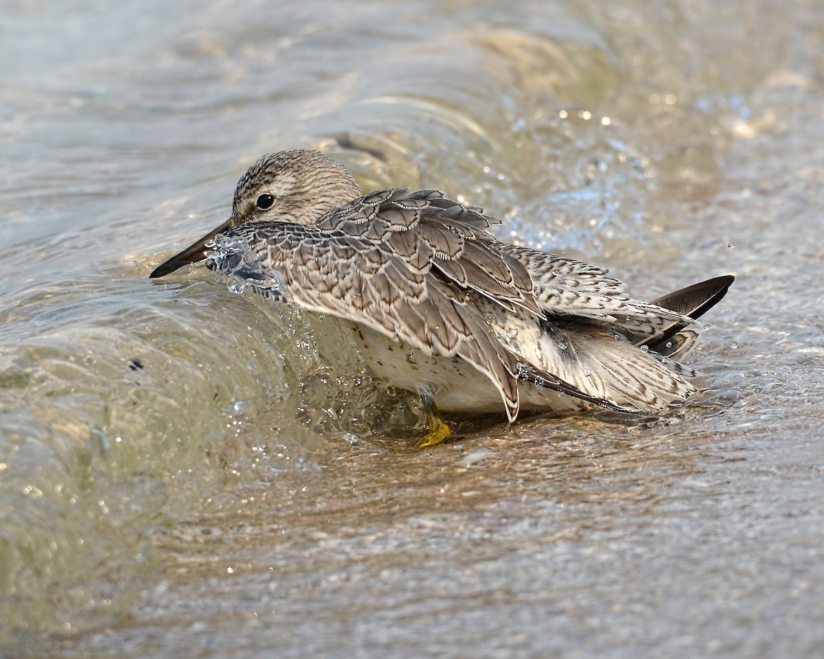 Red Knot - ML186563661