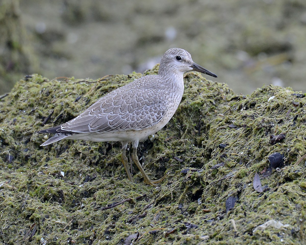 Red Knot - ML186563671