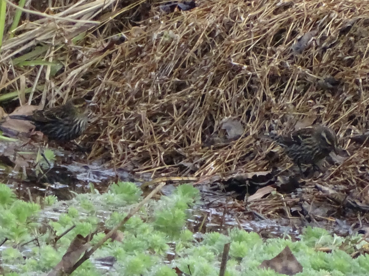 Red-winged Blackbird - ML186563771