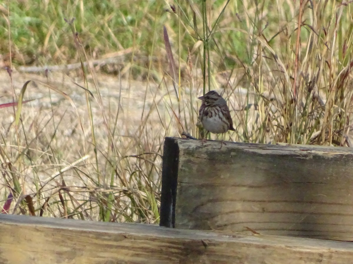 Song Sparrow - ML186563821