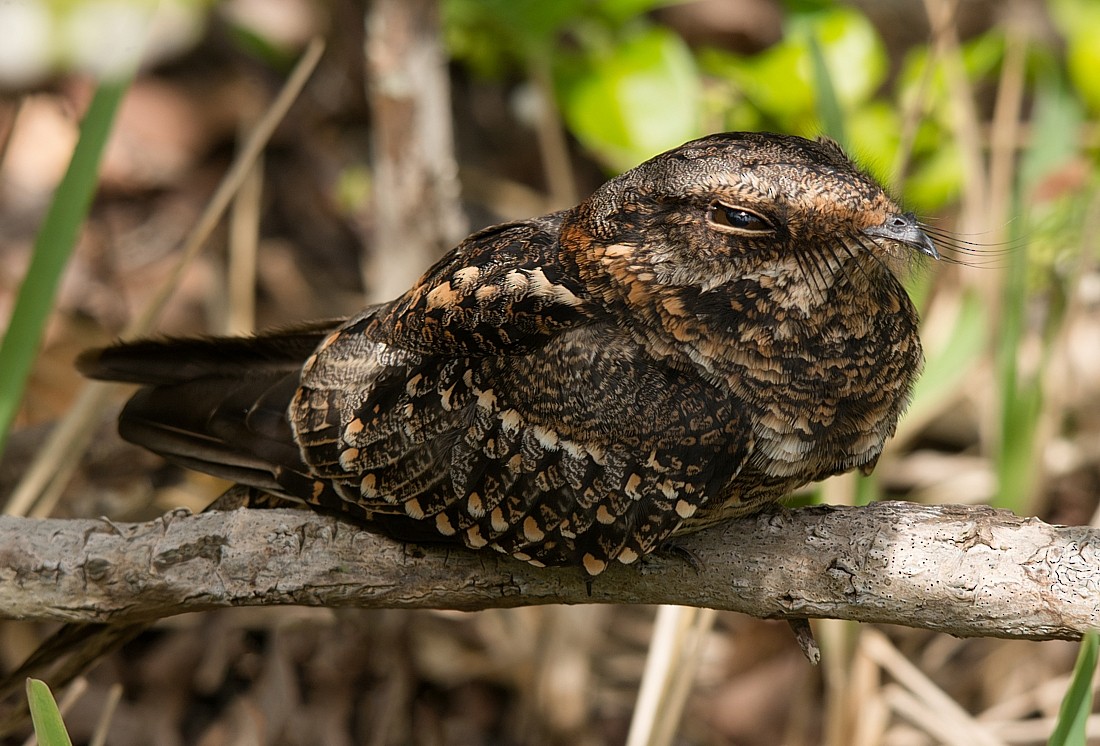 Scissor-tailed Nightjar - ML186565711