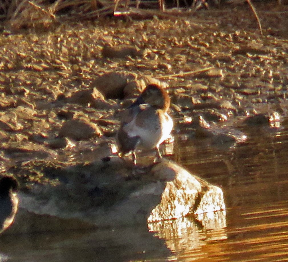 Canvasback - ML186567741