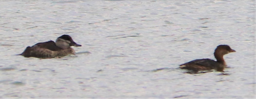 Pied-billed Grebe - ML186569511