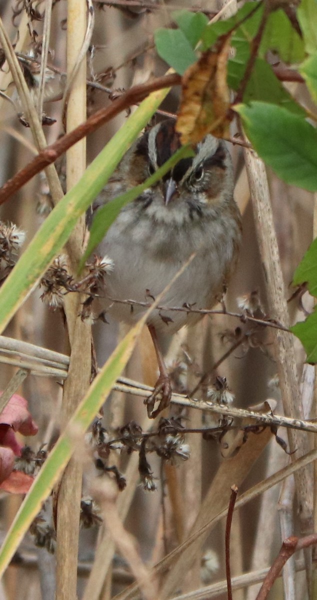 Swamp Sparrow - ML186570081