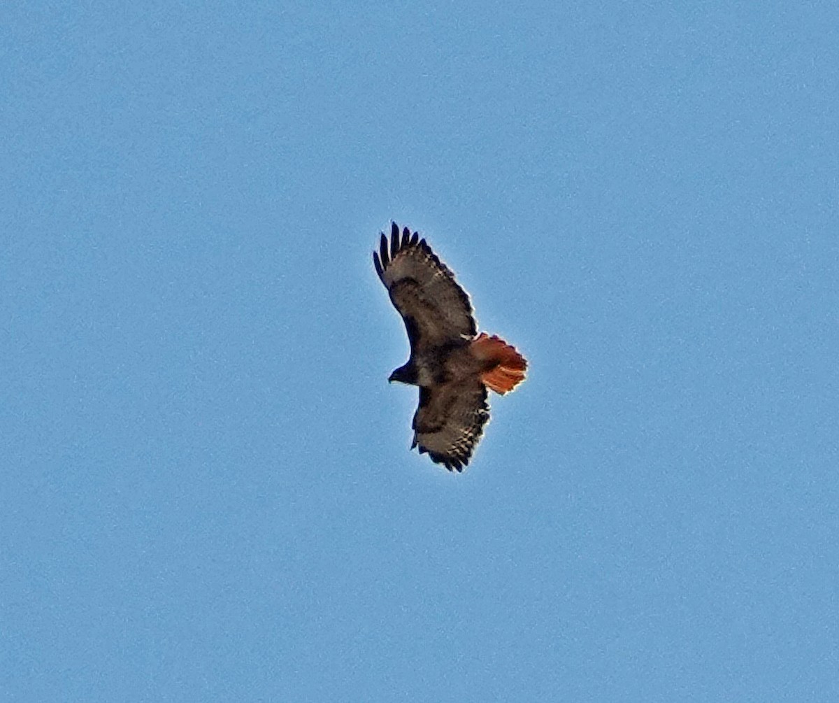 Red-tailed Hawk - ML186570161