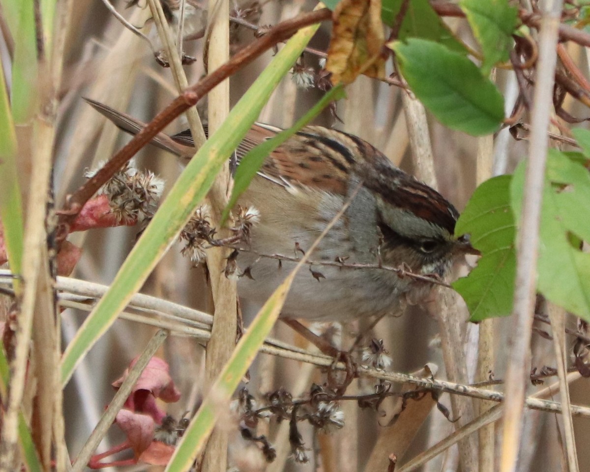 Swamp Sparrow - ML186570181