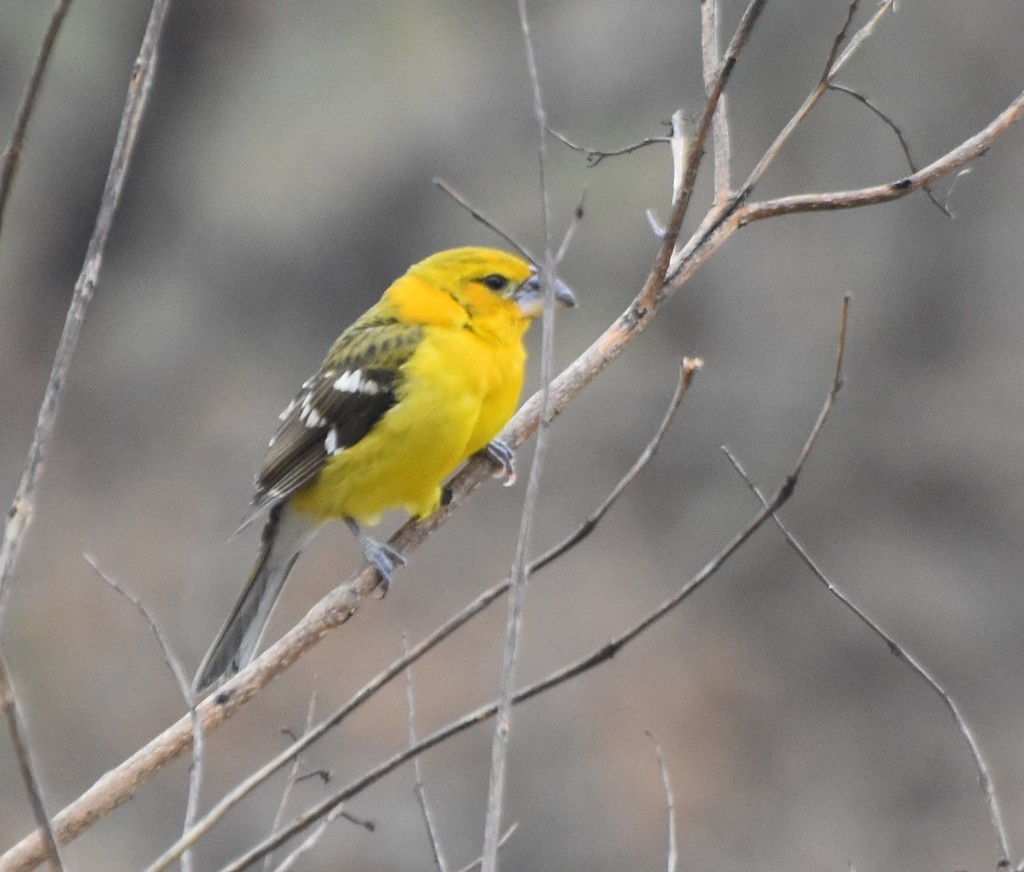 Yellow Grosbeak - ML186571031