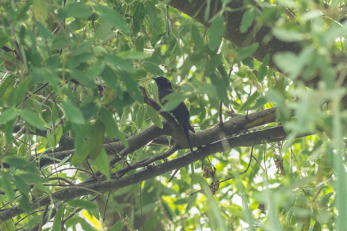 Square-tailed Drongo-Cuckoo - ML186571261