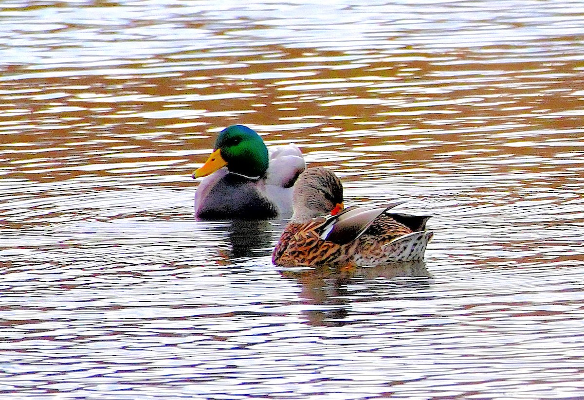 Canard colvert - ML186572211