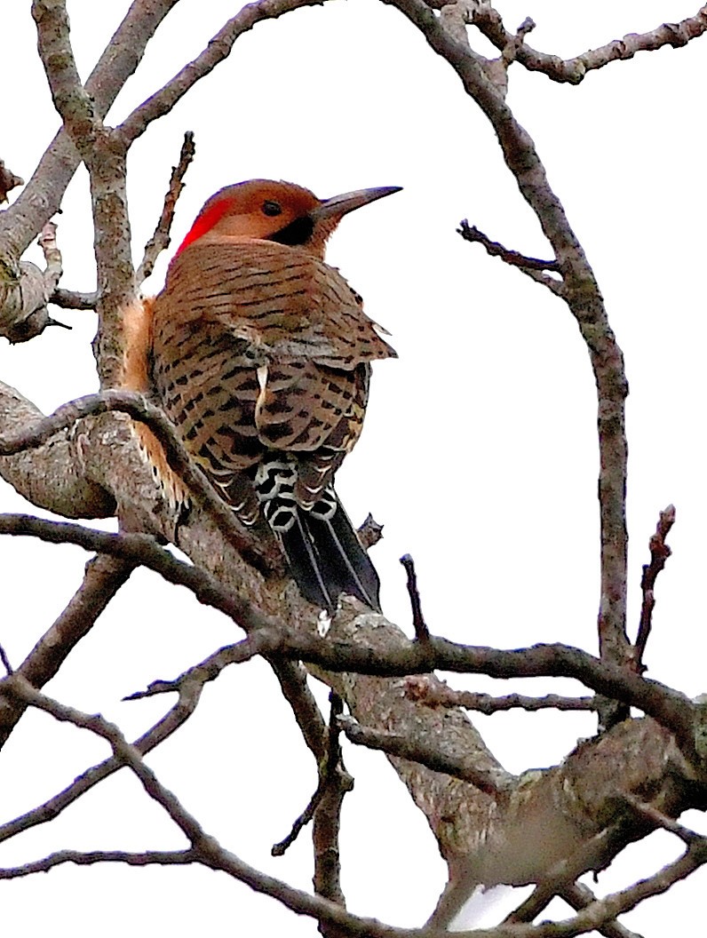 Northern Flicker - Friends of Exton Park Data