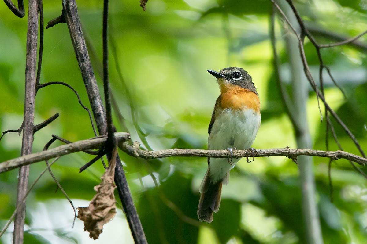 Palawan Blue Flycatcher - Ayuwat Jearwattanakanok