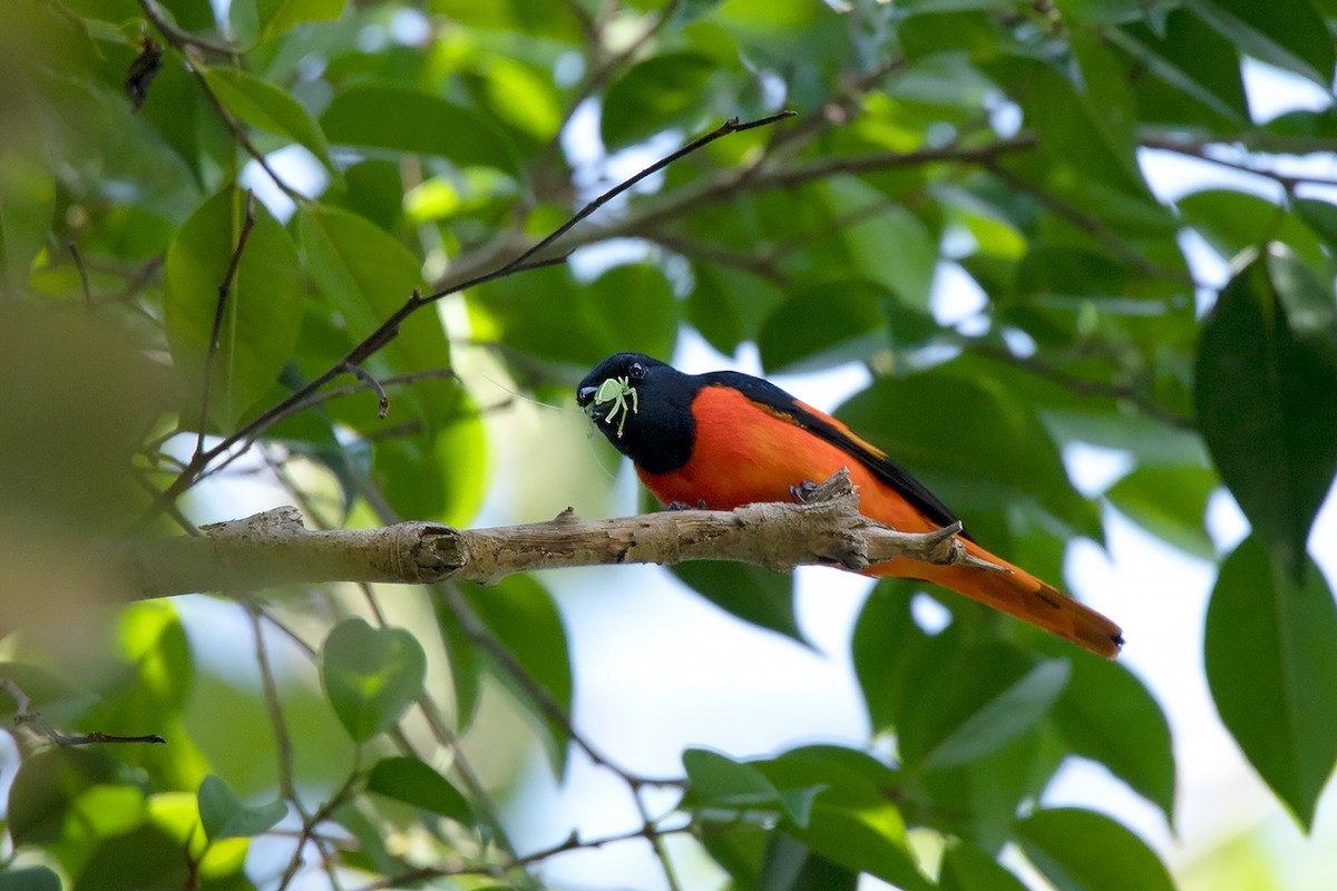 Fiery Minivet - ML186573061