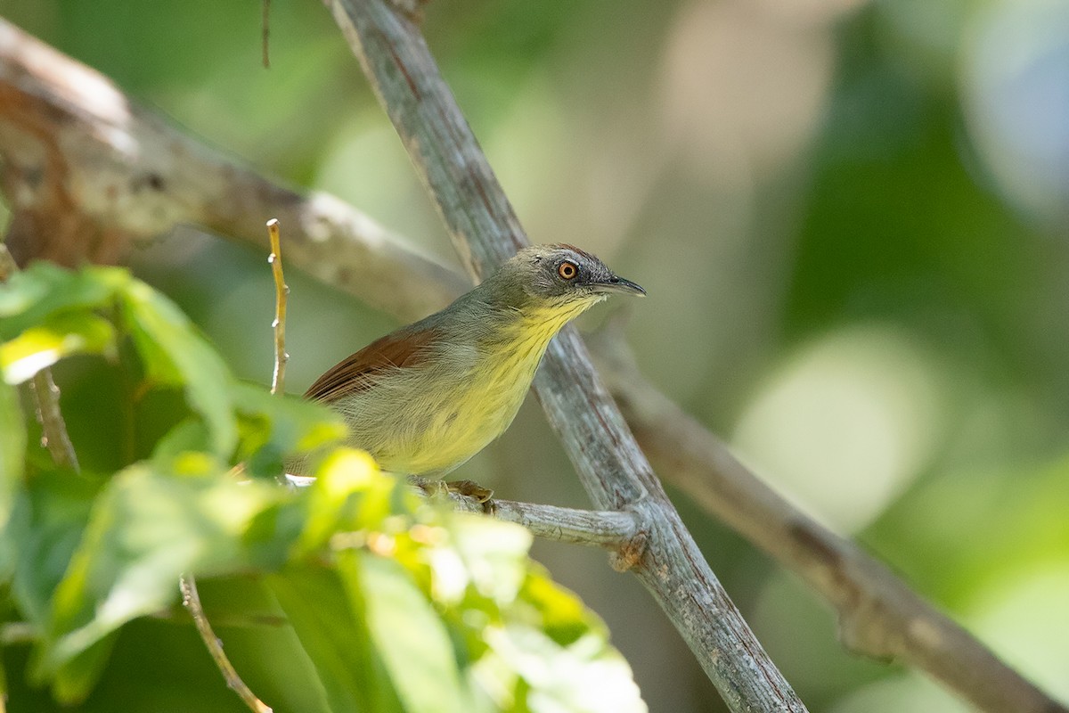 Pin-striped Tit-Babbler - ML186573161