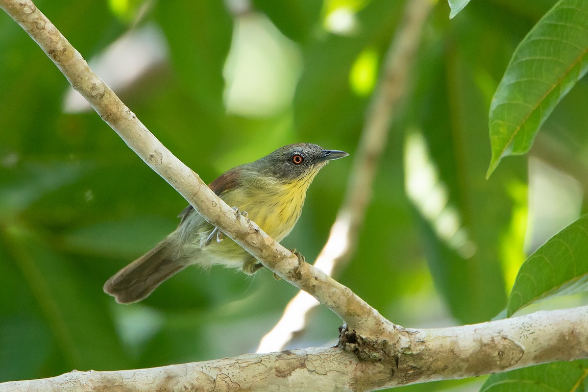 Pin-striped Tit-Babbler - ML186573181