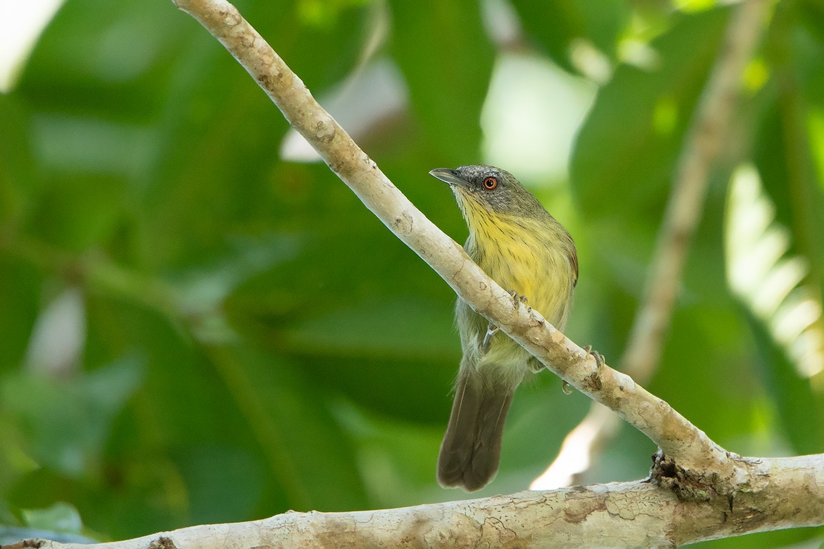 Pin-striped Tit-Babbler - ML186573191