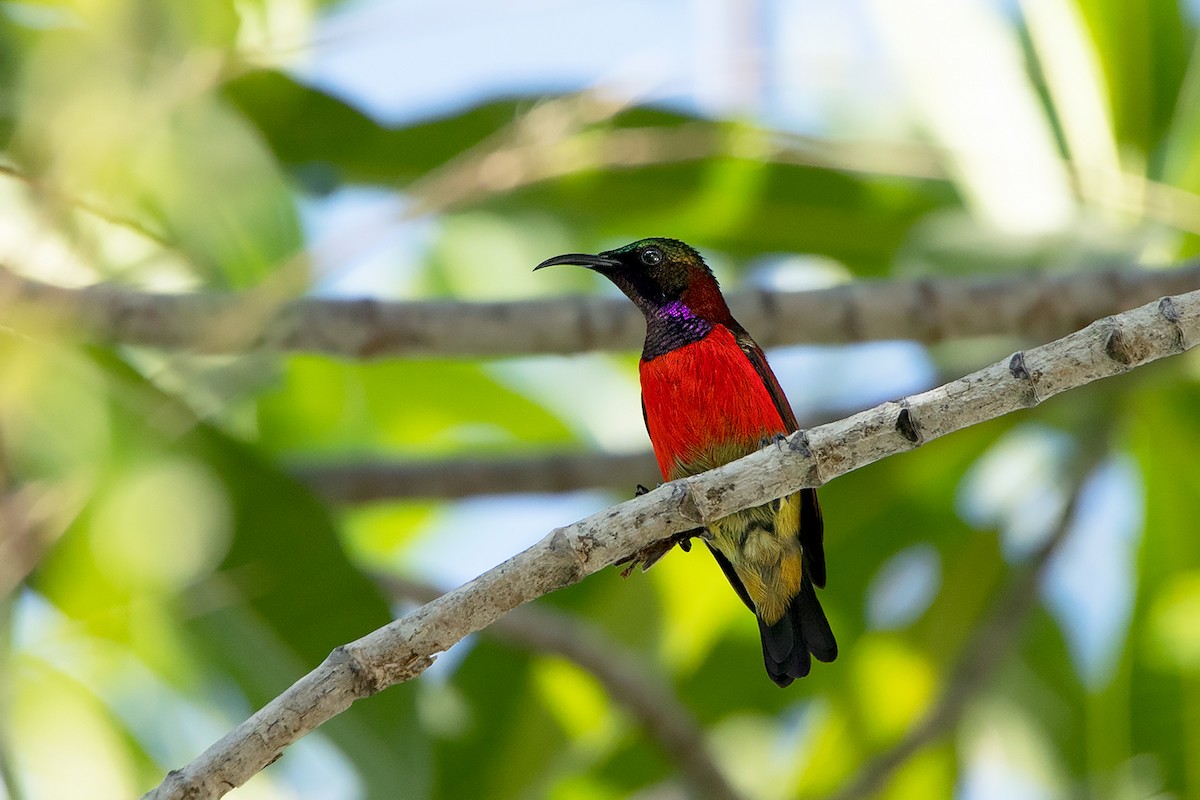 Purple-throated Sunbird - ML186573301