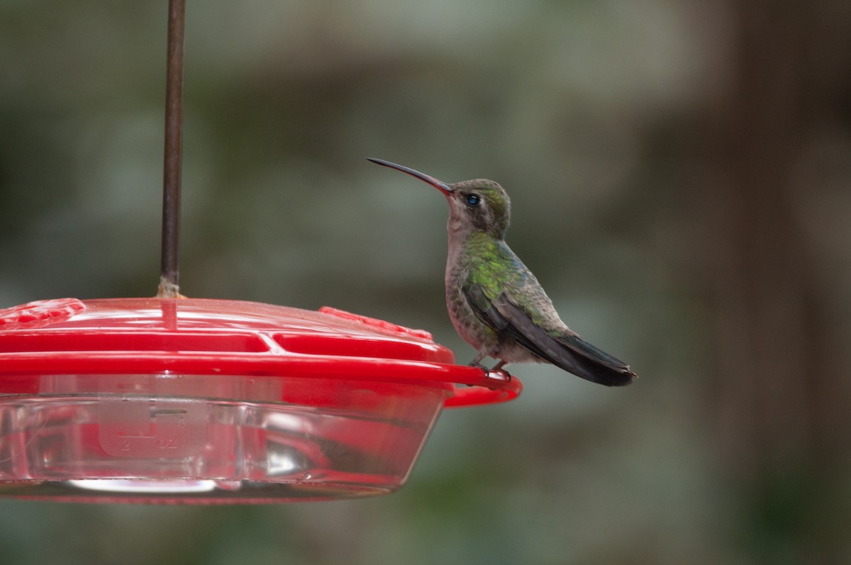 Colibrí Piquiancho Común - ML186573951